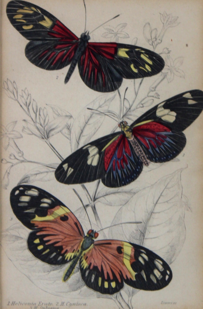 A pair of framed colour prints of butterflies each 15. - Image 3 of 8