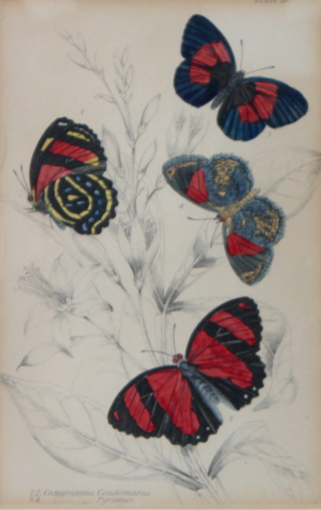 A pair of framed colour prints of butterflies each 15.