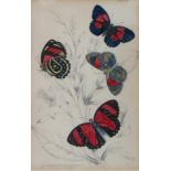 A pair of framed colour prints of butterflies each 15.