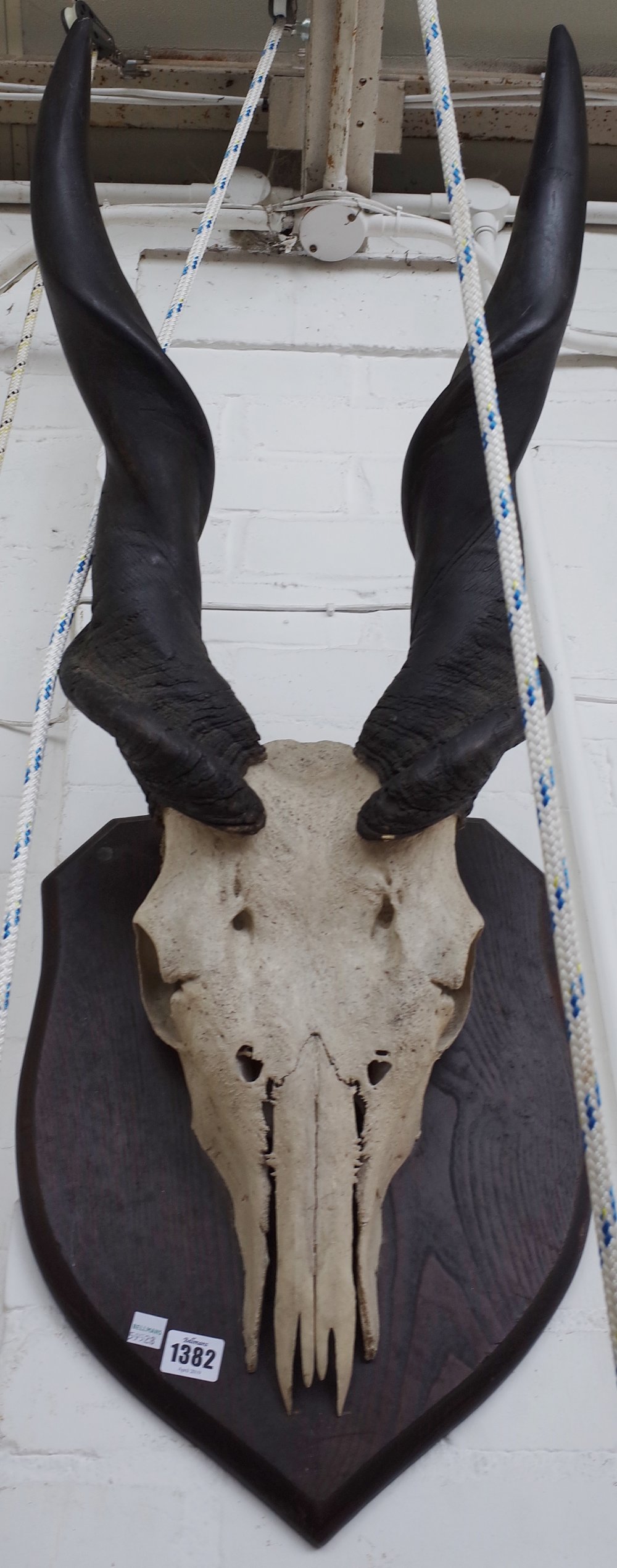 A giant Elan skull and horns, mounted on an oak shield, 87cm high.