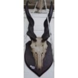 A giant Elan skull and horns, mounted on an oak shield, 87cm high.