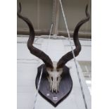 A kudu skull and horns, mounted on an ebonised wooden shield, 120cm wide.