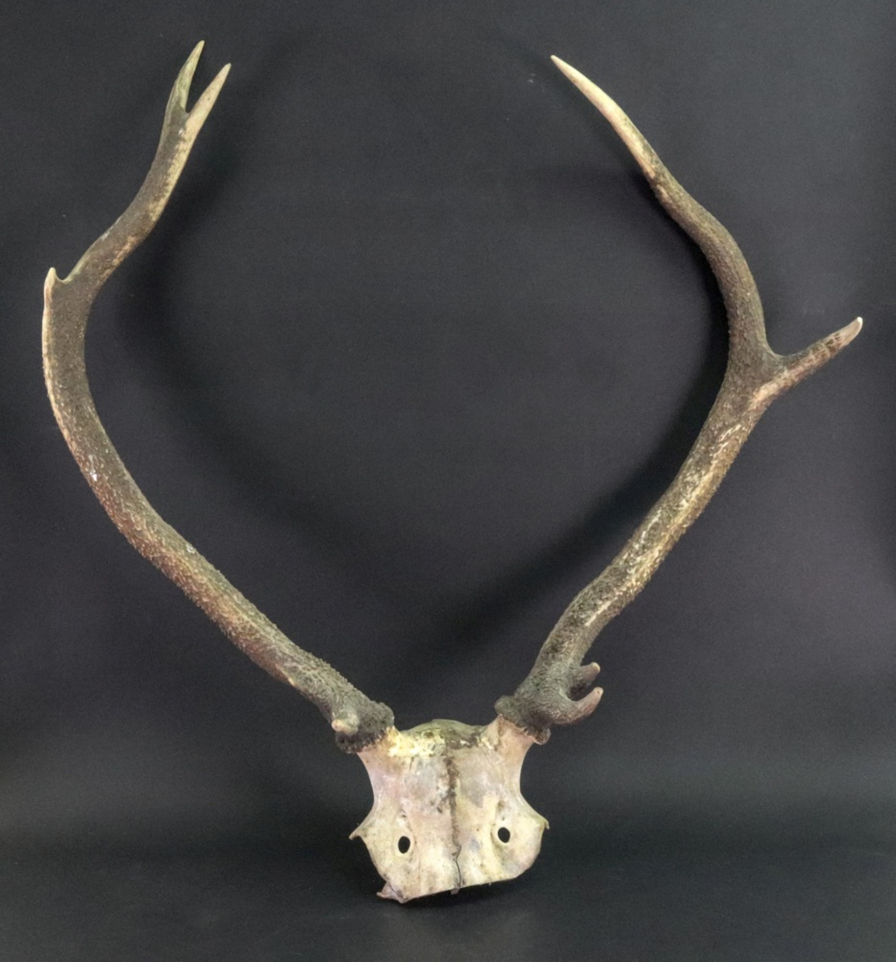 A pair of stag antlers, 62cm across.