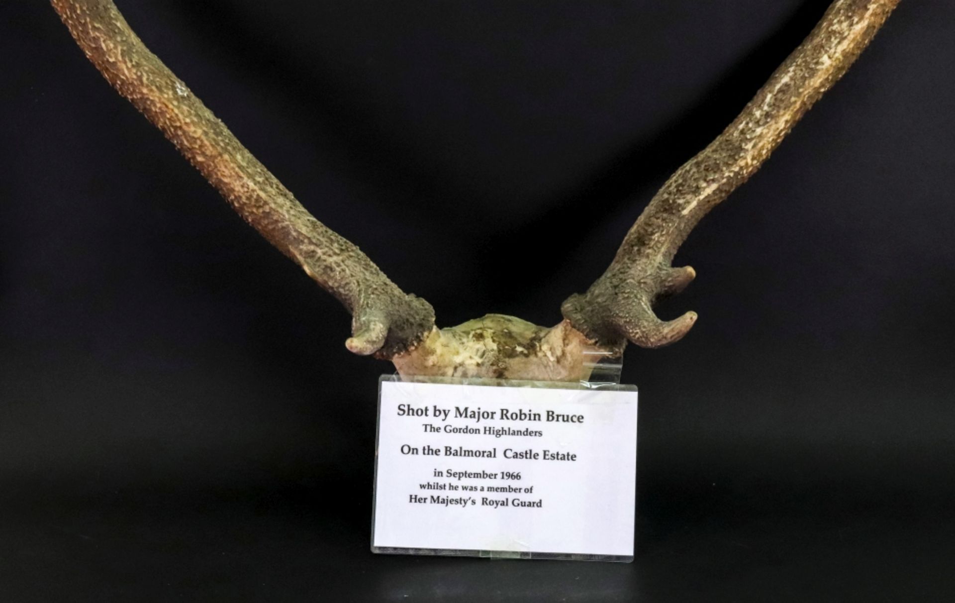 A pair of stag antlers, 62cm across. - Image 2 of 2