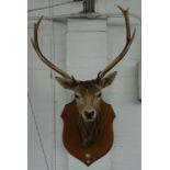 Taxidermy; a shield mounted red deer stag's head, 72cm high.