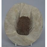A collection of seven trilobites including Drotops and Selenopeltis, Morocco, various ages,