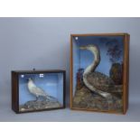 Taxidermy; a common Loon and a Tern,