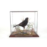 Taxidermy; a cased 'Turdus Merula' with presentation plaque 'Shot by D.W. Tang 13/12/05', 29.