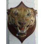 Rowland Ward; trophy mounted tiger head on an oak shield,