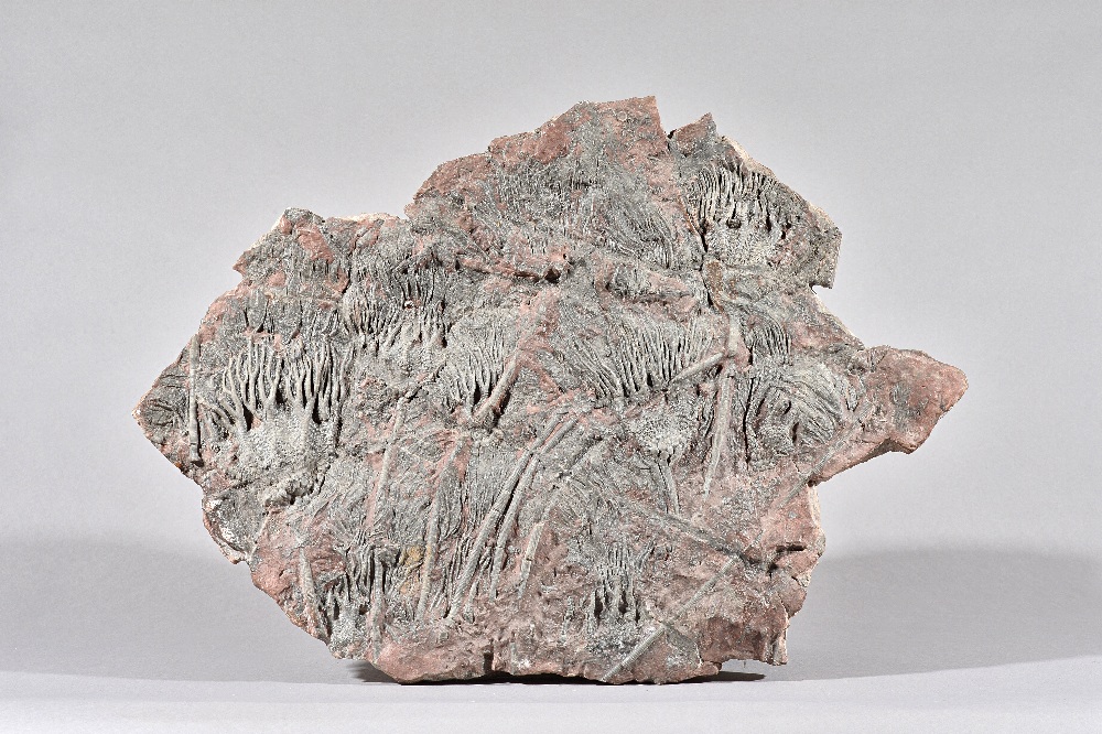 A crinoid plaque, Morocco, 59cm.