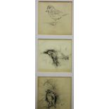 Archibald Thorburn (1860-1935), Bird studies, three pencil sketches, one signed with initials,