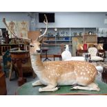 Taxidermy; a fallow deer in recumbent pose, 130cm wide 97cm high.