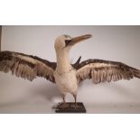 Taxidermy; a 20th century northern gannet 150cm wide x 50cm high.