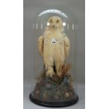 Taxidermy; a snowy owl, late 19th century, on a naturalistic base under a glass dome, 74cm high.