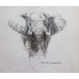 David Shepherd (1931-2017), Approaching elephant, pencil, signed and signed and inscribed on mount,