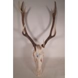 Taxidermy; a 20th century deer skull and antlers, 100cm wide.