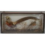 Taxidermy; a stuffed golden pheasant and a French partridge,