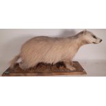 Taxidermy; a 20th century badger on pine plinth base, 72cm wide x 37cm high.