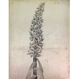 A collection of 25 prints and engravings of plant studies, the largest 41 x 23, all unframed (25).