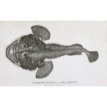 A collection of 18 prints and engravings of animals, insects and fish,