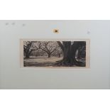 NATURE: a group of three photographs including a woodland scene, the image 16.