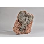 A Crinoid plaque of naturalistic form, Devonian period 410 to 360 million years old, 46cm wide.