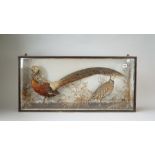 Taxidermy; a stuffed golden pheasant and a French partridge,