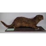 Taxidermy; an early 20th century stuffed otter on pine plinth base, by E.