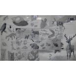 William Neave Parker (1910-1961), Montage of animals in foreign landscapes, pen, ink and grey wash,