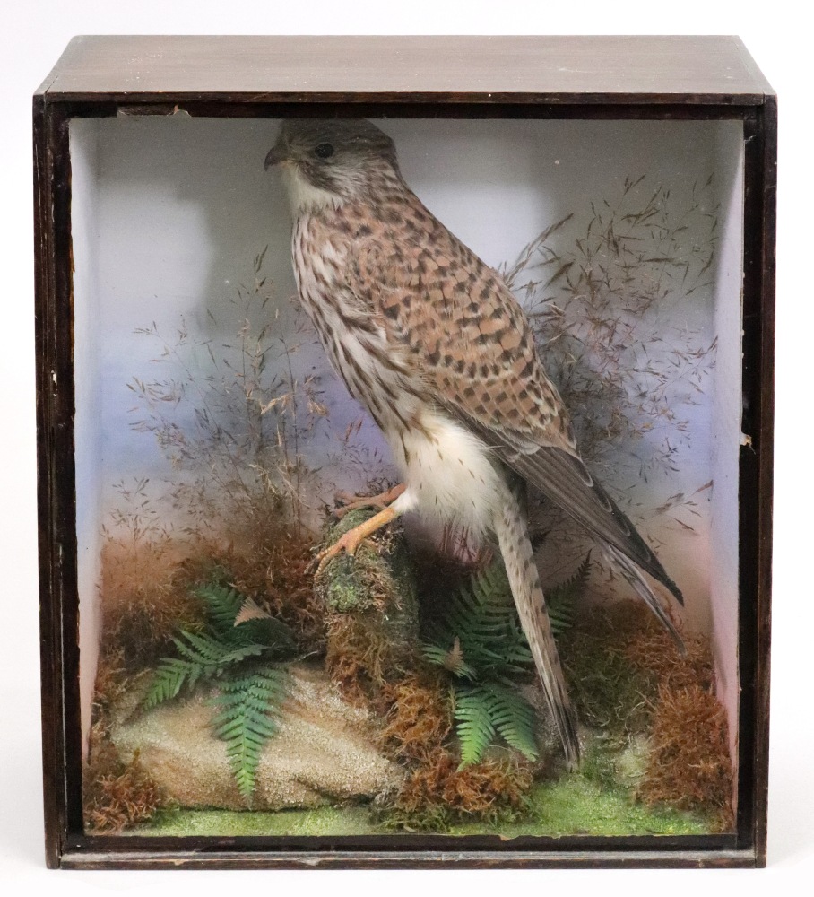 Taxidermy of a bird of prey, perched on a branch in a naturalistic landscape, within a glazed case,