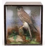 Taxidermy of a bird of prey, perched on a branch in a naturalistic landscape, within a glazed case,