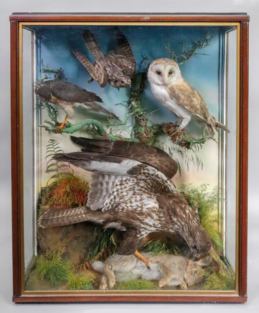 Taxidermy of a large bird of prey, a rabbit, an owl and two other birds,