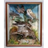 Taxidermy of a large bird of prey, a rabbit, an owl and two other birds,