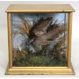 Taxidermy of a bird in flight, set in a naturalistic landscape, within a glazed case, 41.