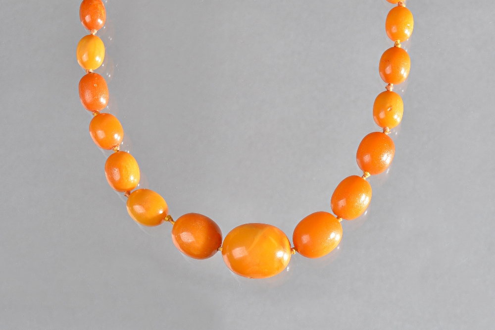 A single row necklace of graduated oval varicoloured butterscotch coloured amber beads,