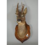 Taxidermy;