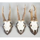 Taxidermy interest, comprising; three 20th century wall mounted deer skulls with antlers,