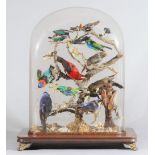 Taxidermy; sixteen tropical small birds, late 19th century, displayed on a naturalistic branch,