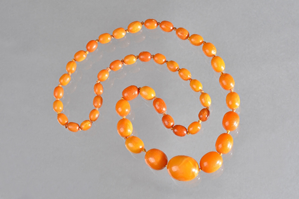A single row necklace of graduated oval varicoloured butterscotch coloured amber beads, - Image 2 of 2