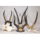 Two sets of antelope horns mounted on wooden shield plaques,