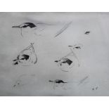 Archibald Thorburn (1860-1935), Bird studies, pencil, signed with initials, 17cm x 21cm.