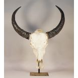 Taxidermy; an ox skull and horns, mounted on an ebonised steel stand, 87cm high.
