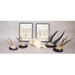 Three small deer horns mounted on ebonised wooden plaques, another larger pair of mounted horns,