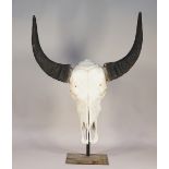 Taxidermy; an ox skull and horns, mounted on an ebonised steel stand, 81cm high.