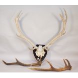 Fourteen point stag antlers mounted on a shaped oak plinth,