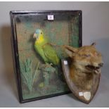 Taxidermy; a cased blue crowned parakeet,