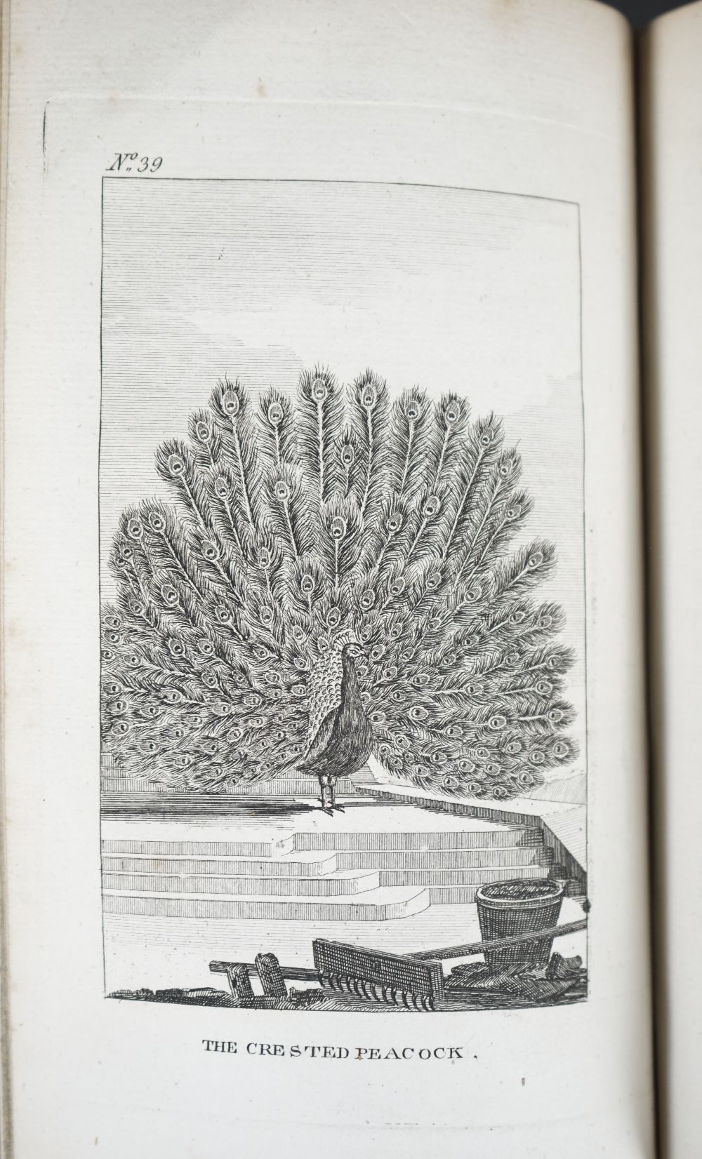 BUFFON, Georges-Louis Leclerc, Comte de (1707-88). The Natural History of Birds ... - Image 5 of 6