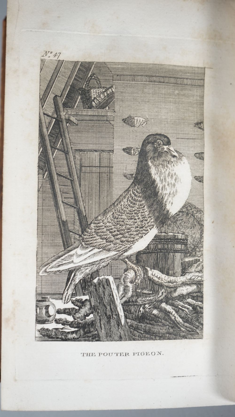 BUFFON, Georges-Louis Leclerc, Comte de (1707-88). The Natural History of Birds ... - Image 6 of 6