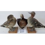 Taxidermy: comprising two teal dated Oct 1899, and a wigeon,