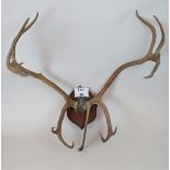 A set of impressive deer antler's mounted on a wooden plaque,